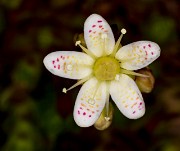 Saxifraga bronchialis 16-0845